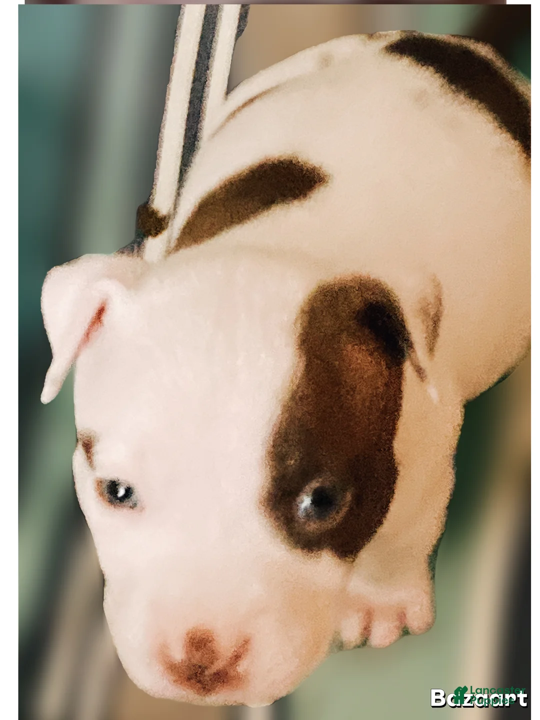 Mixed Breed dogs for sale: Finley - Ad 1