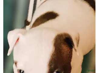 Mixed Breed dogs Finley - Ad 31