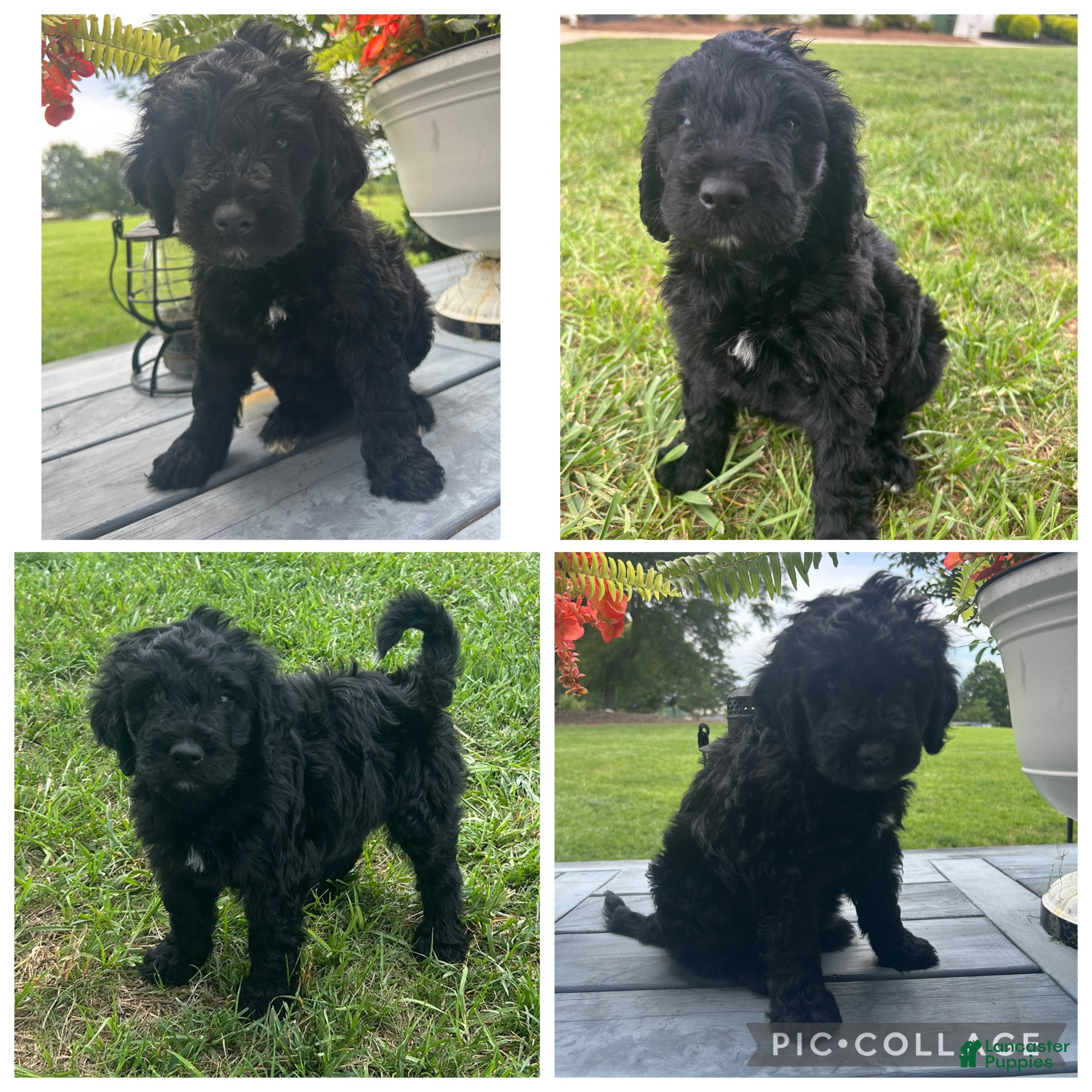 Goldendoodle dogs Black Abstract Girl - Ad 1