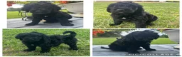 Goldendoodle dogs for sale: Black Abstract Girl - Ad 1