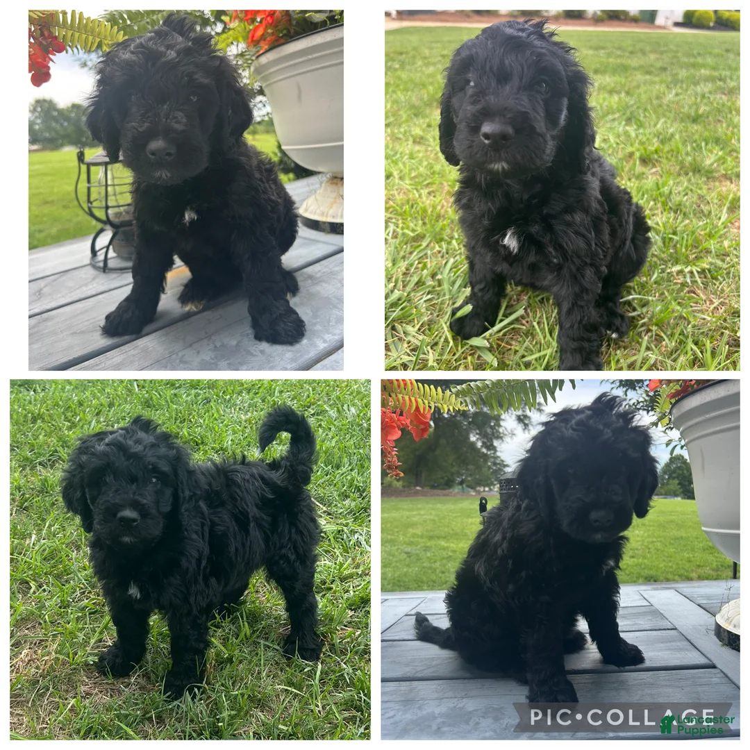 Goldendoodle dogs for sale: Black Abstract Girl - Ad 1