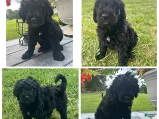 Goldendoodle dogs for sale: Black Abstract Girl - Ad 4