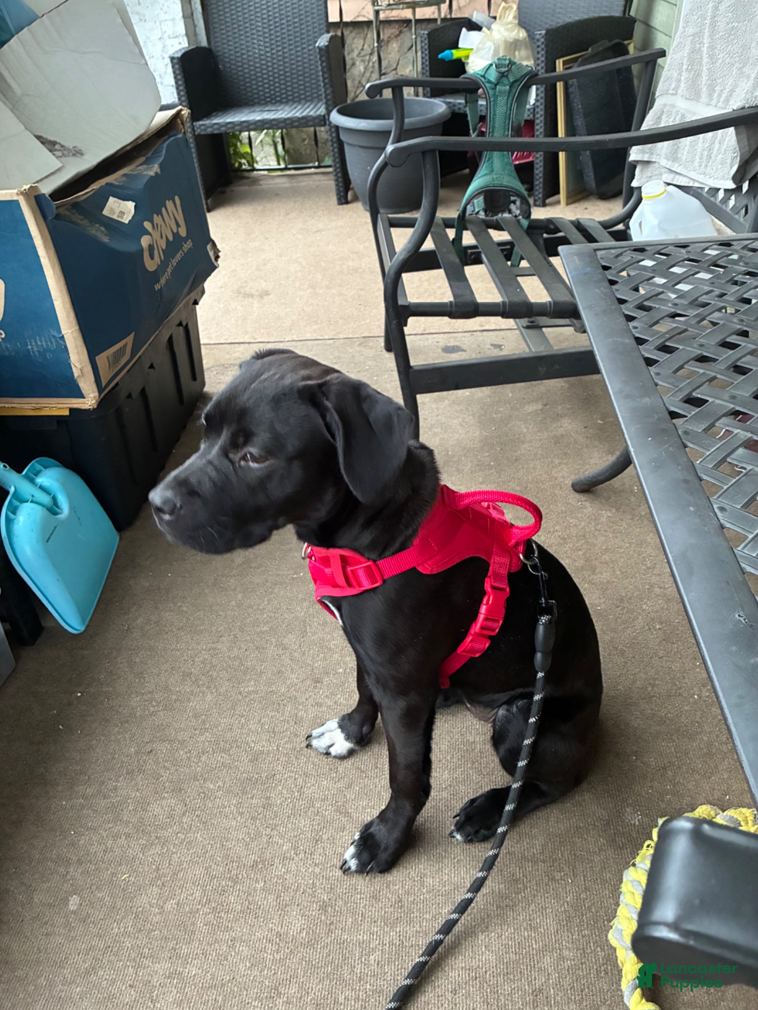 Mixed Breed dogs for sale: Kanesley - Ad 12