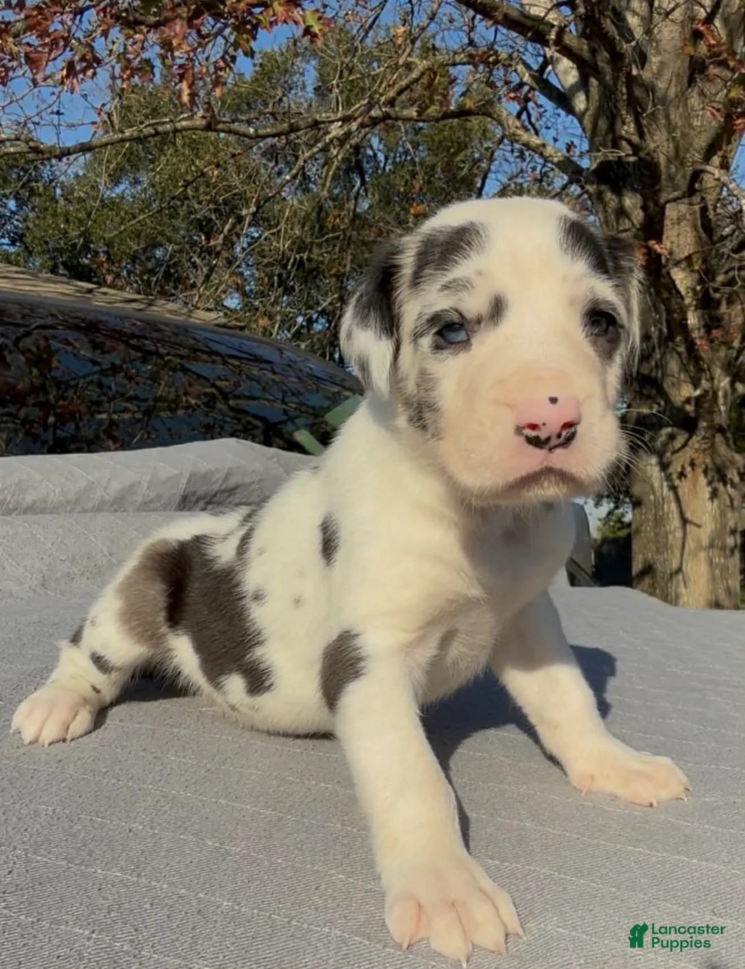 Great Dane dogs for sale: Polo - Ad 1