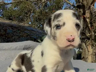 Great Dane dogs Polo - Ad 16