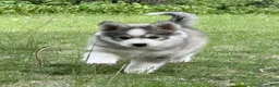 Pomsky dogs for sale: Sunny  - Ad 8