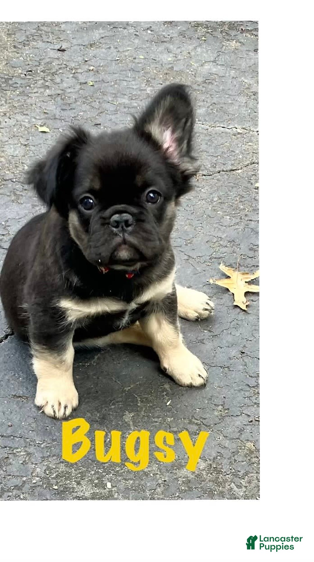 Long Haired French Bullies For Sale Long Haired Dapple Frenchie