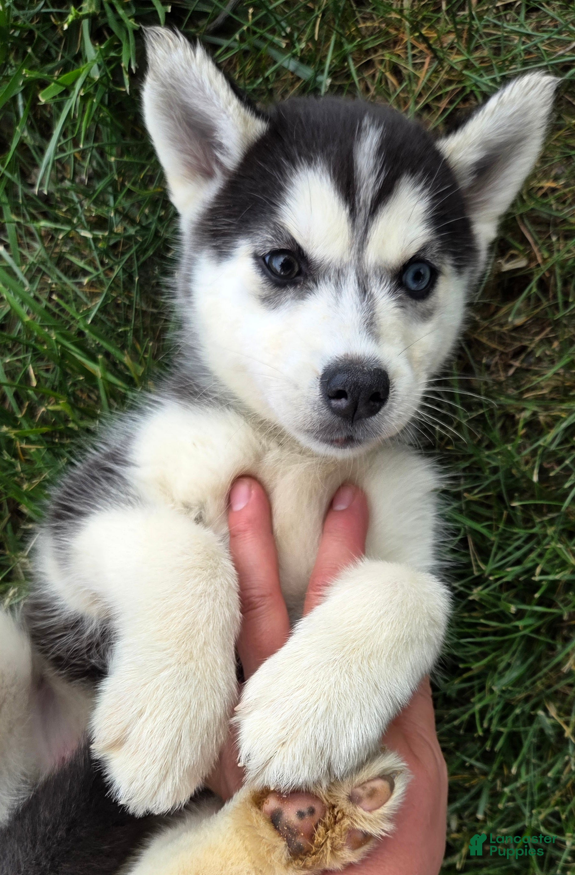 Siberian Husky dogs Cookie - Ad 2