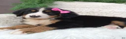 Bernese Mountain Dog dogs for sale: Lilly - Ad 4