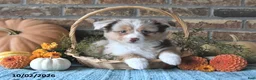 Miniature Australian Shepherd dogs for sale: Haven - Ad 4