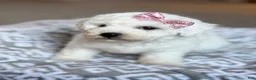 Bichon Frise dogs for sale: Lacey - Ad 6