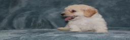 Miniature Poodle dogs for sale: Sky - Ad 7
