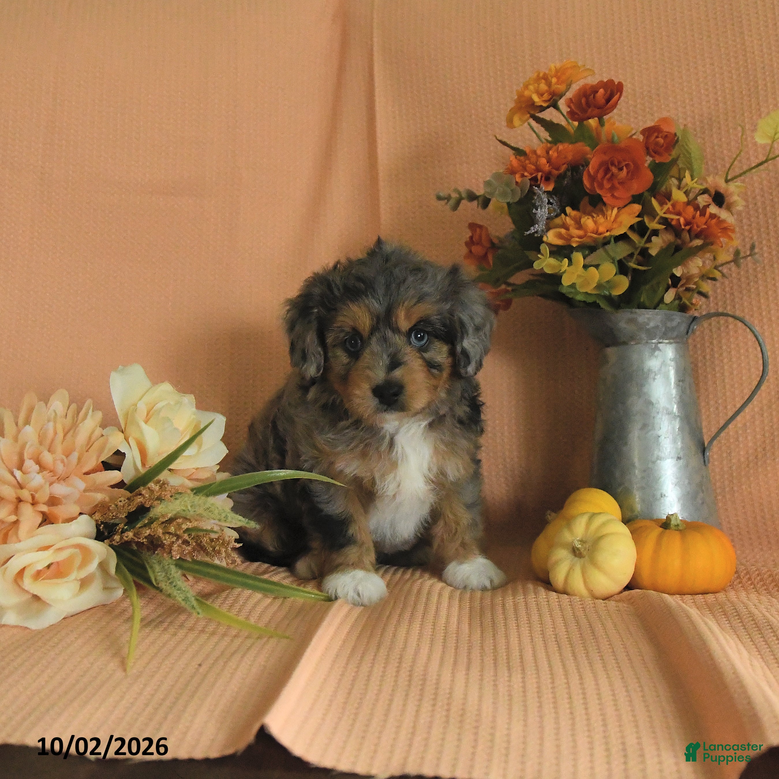 Mini Aussiedoodle dogs Lily - Ad 2