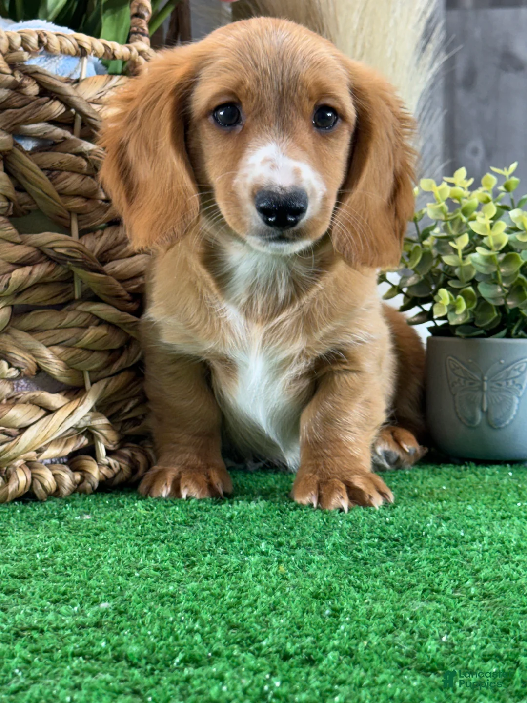 Dachshund dogs for sale: Dallas  - Ad 1