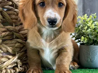 Dachshund dogs Dallas - Ad 41