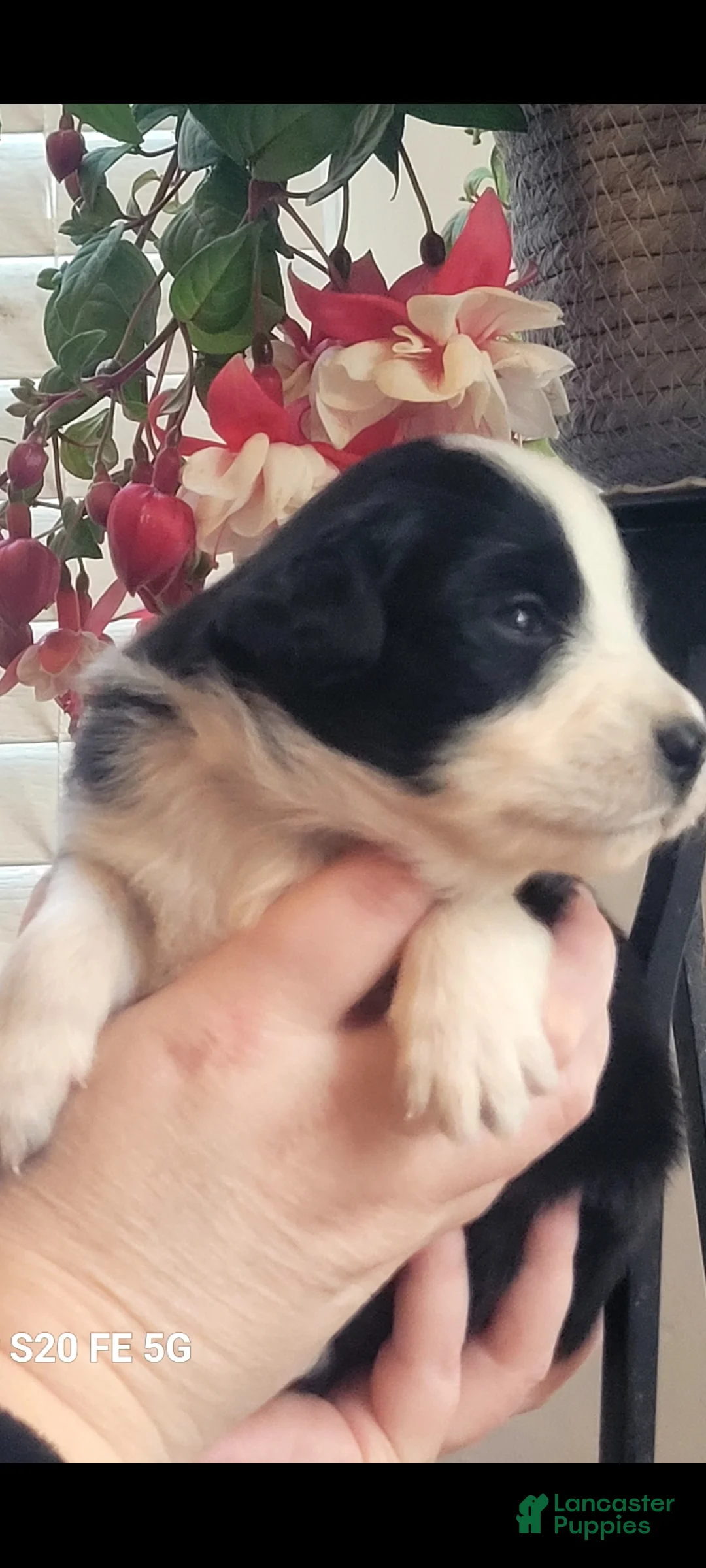 Australian Shepherd dogs for sale: Australian Shepherd Puppy 4 - Ad 2