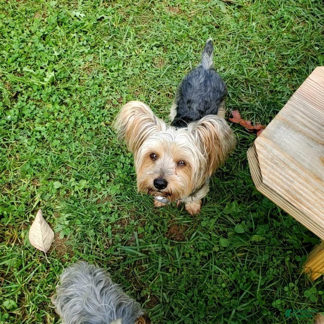 Yorkshire Terrier dogs for sale: Harmony - Ad 2