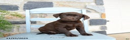 Labrador Retriever dogs for sale: Crouton - Ad 3