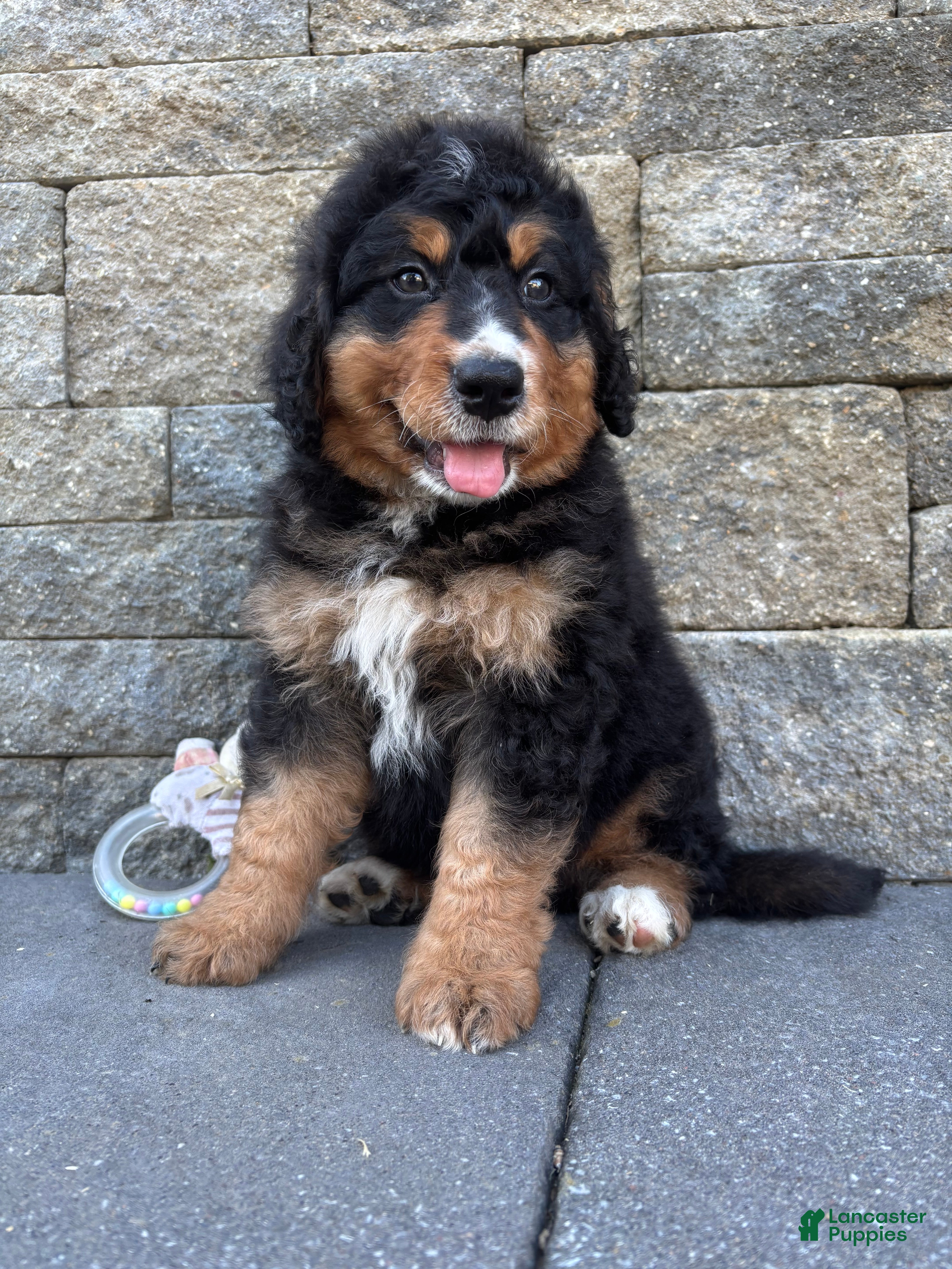 Bernedoodle dogs Smokey - Ad 2