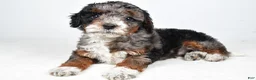 Bernedoodle dogs for sale: Gracie - Ad 4
