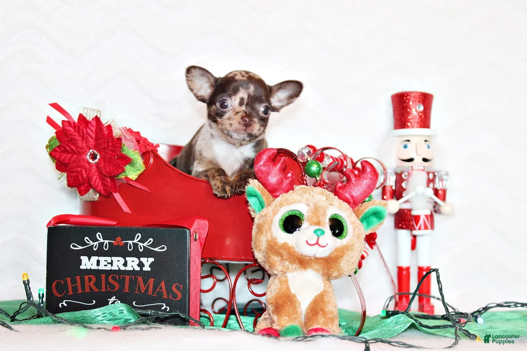 Chihuahua dogs for sale: Yukiko - Ad 3