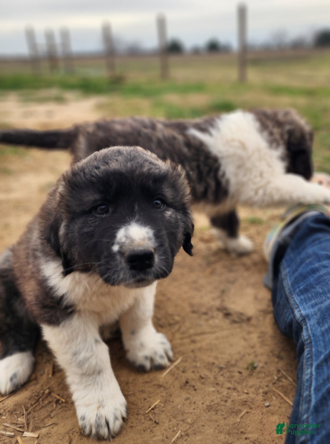Anatolian Shepherd dogs for sale: Zena 2025 F1 ASD puppy - Ad 30