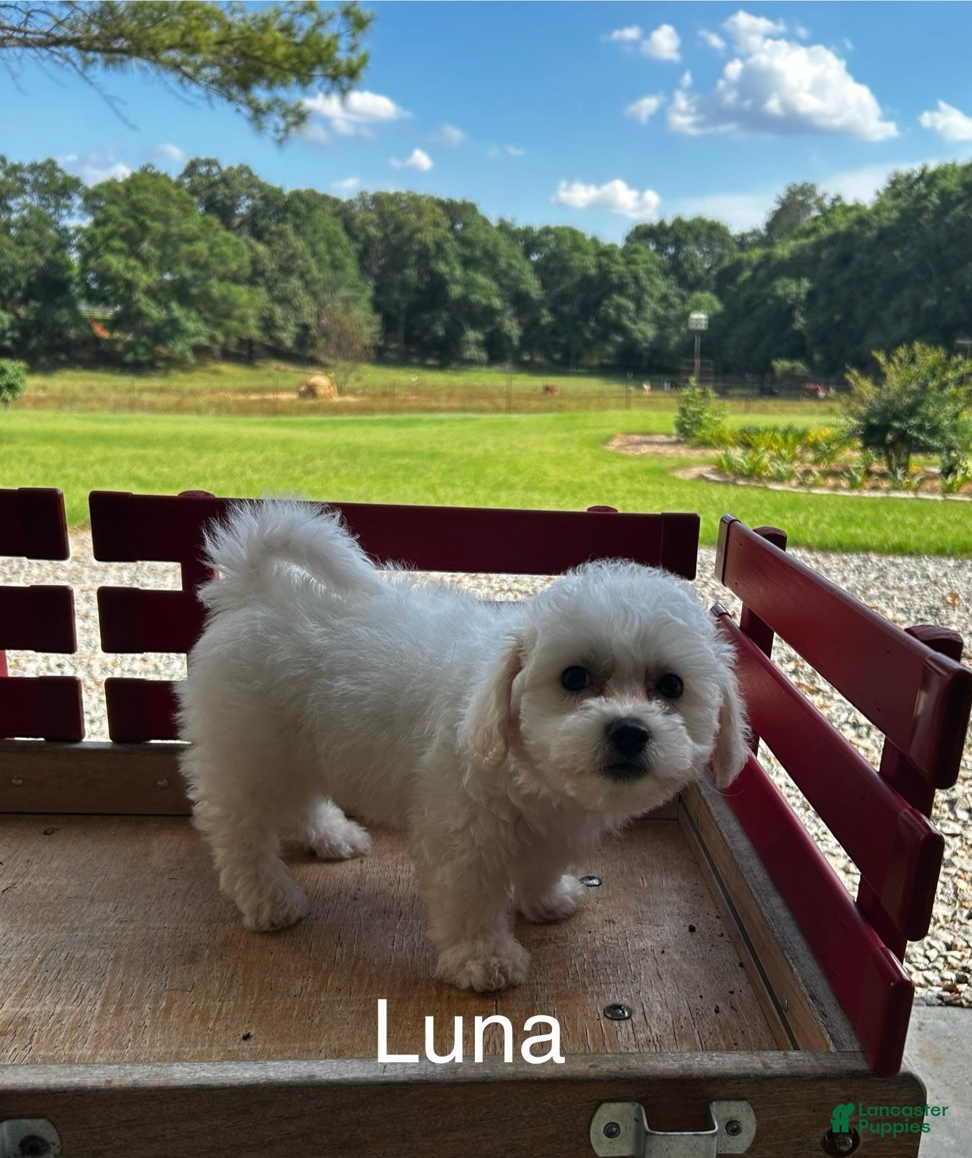 Bichon Frise dogs Bichon Frise Puppy 1 - Ad 6