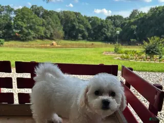 Bichon Frise dogs Bichon Frise Puppy 1 - Ad 3