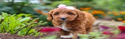 Cavapoo dogs for sale: Dixie - Ad 10