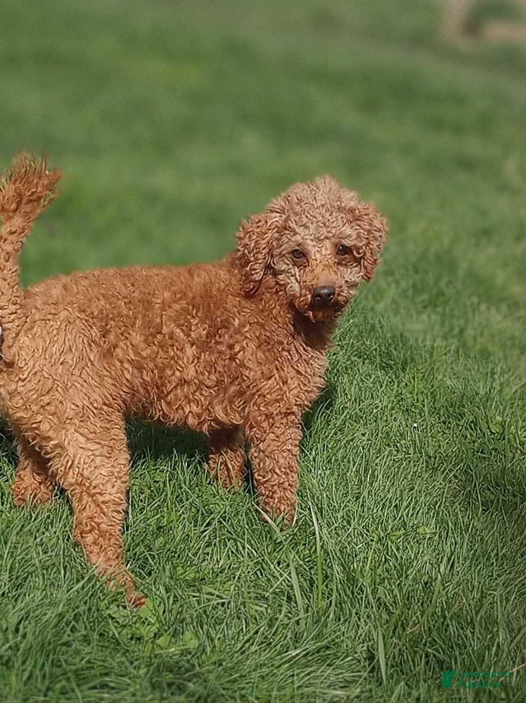 Cavapoo dogs for sale: Blake - Ad 9