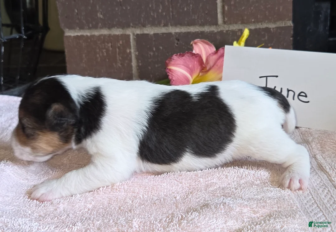 Wire Fox Terrier dogs for sale: (June) Wire Fox Terrier 4 - Ad 2