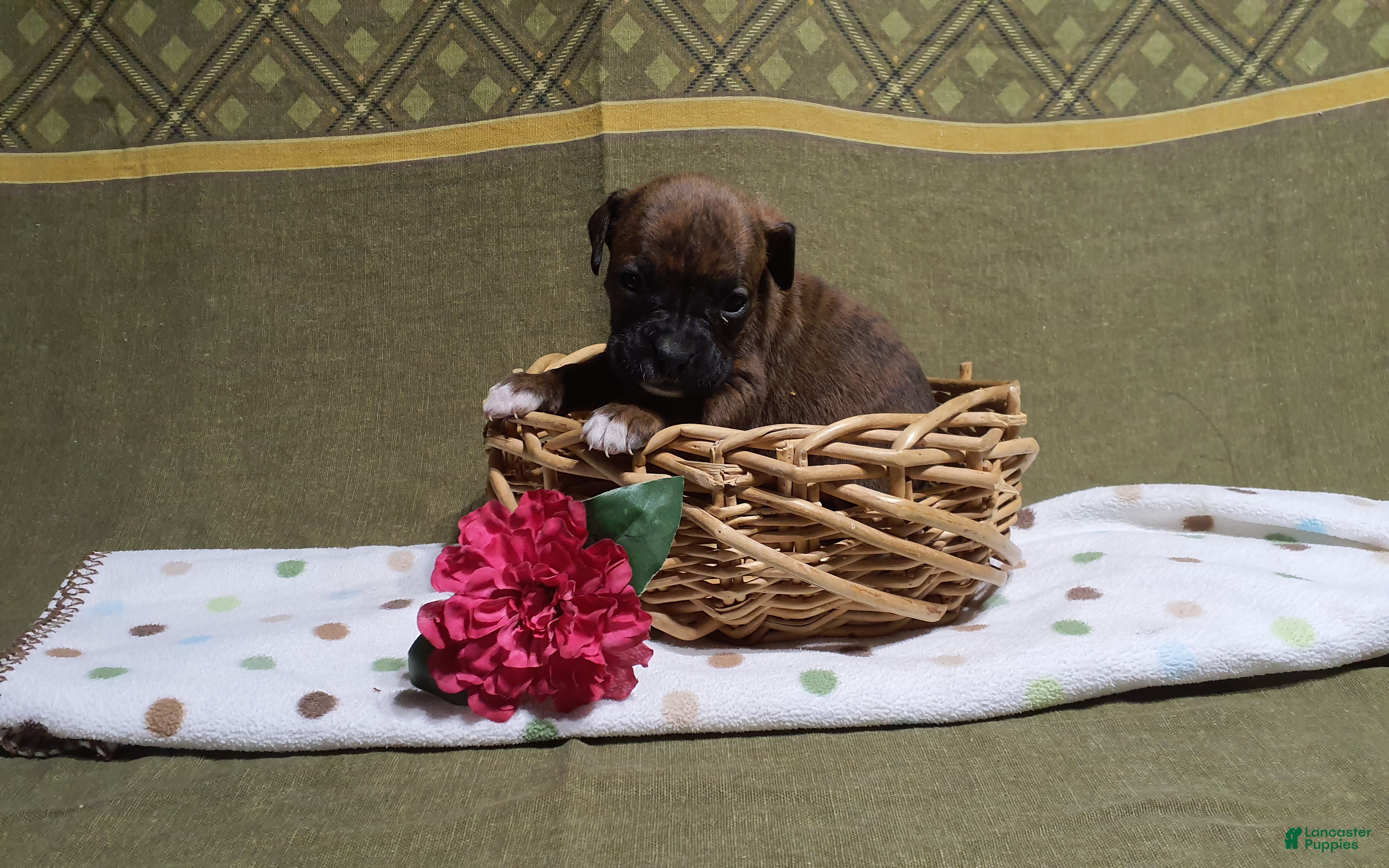 Boxer dogs Princess -AKC- - Ad 31