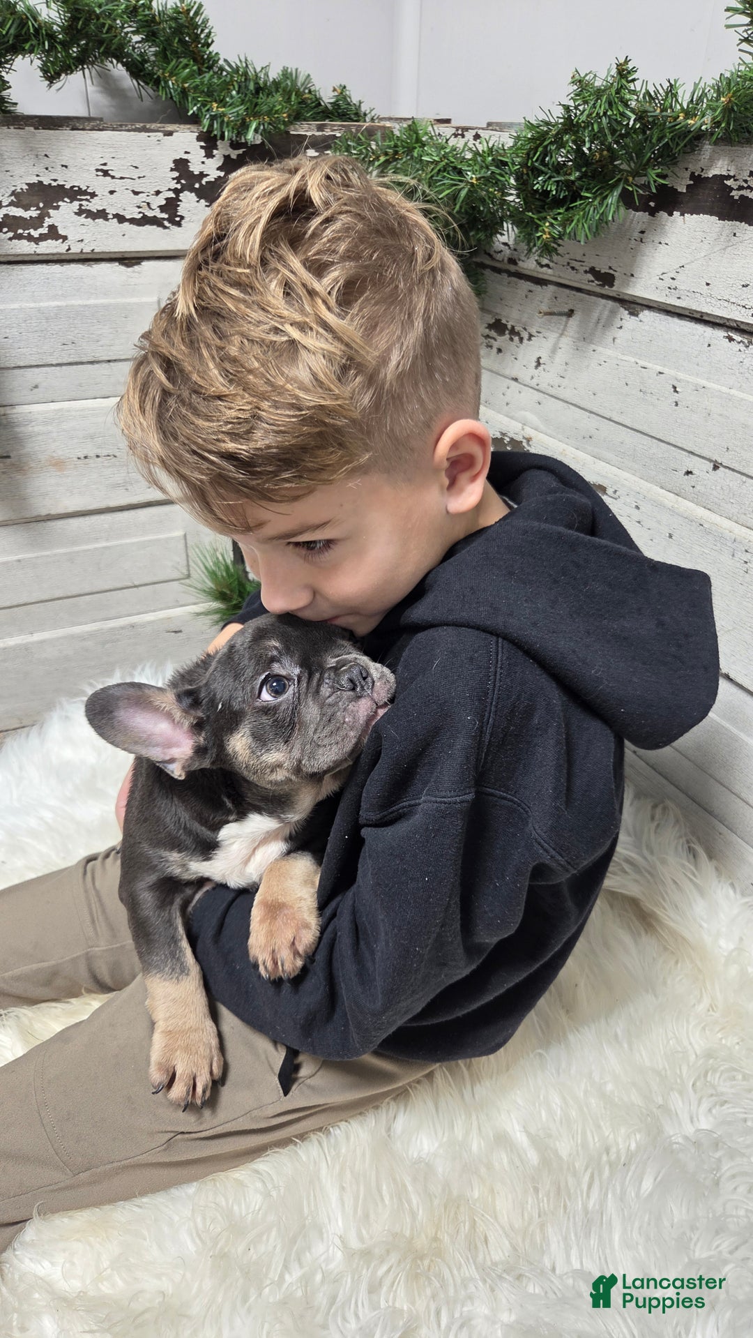 French Bulldog dogs for sale: Jasper  - Ad 3