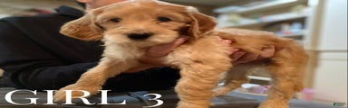 Mini Goldendoodle Puppy 5