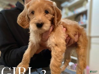 Mini Goldendoodle dogs Mini Goldendoodle Puppy 5 - Ad 6