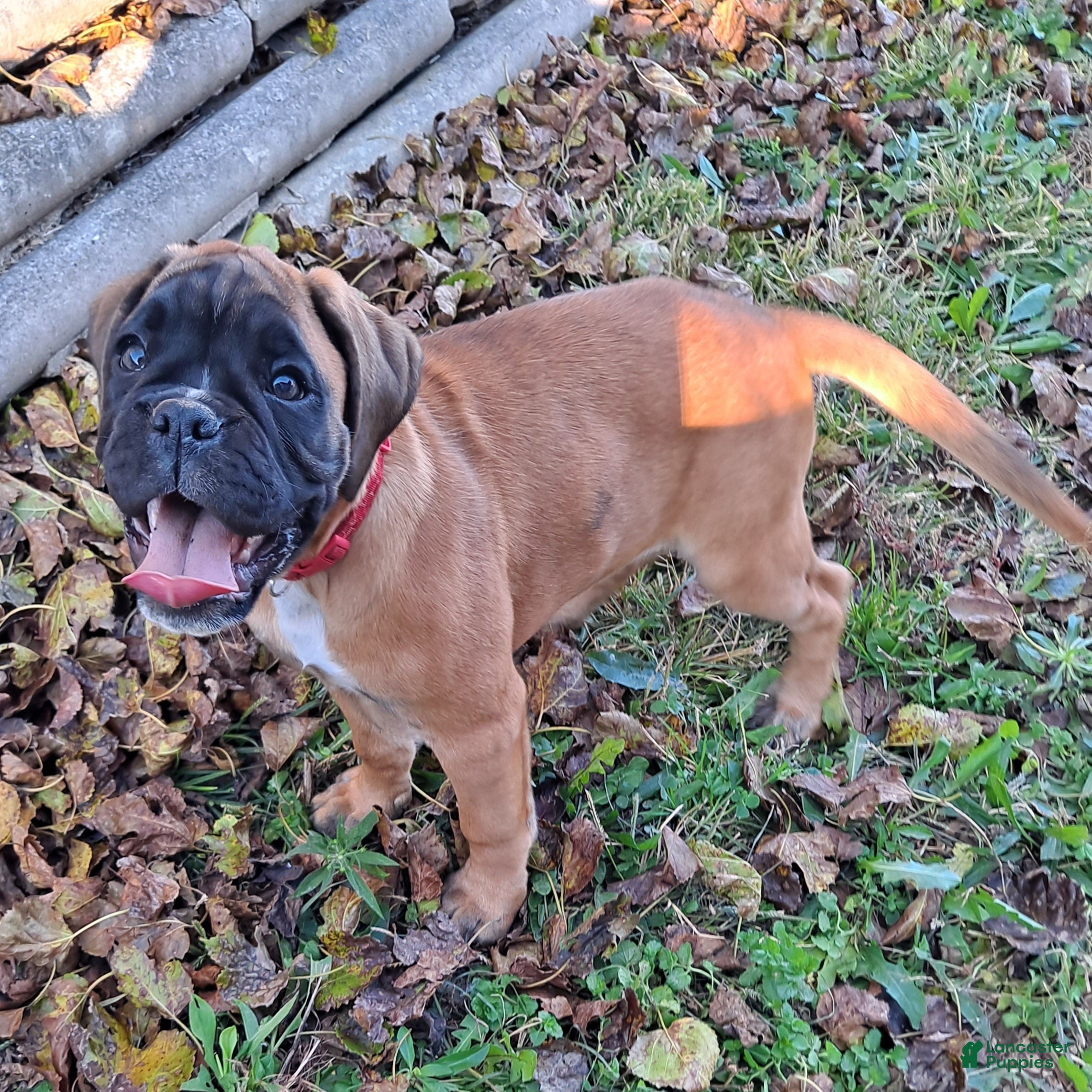Boxer dogs for sale: Taylee - Ad 2