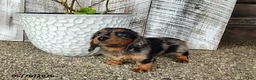 Dachshund dogs for sale: Susie - Ad 2