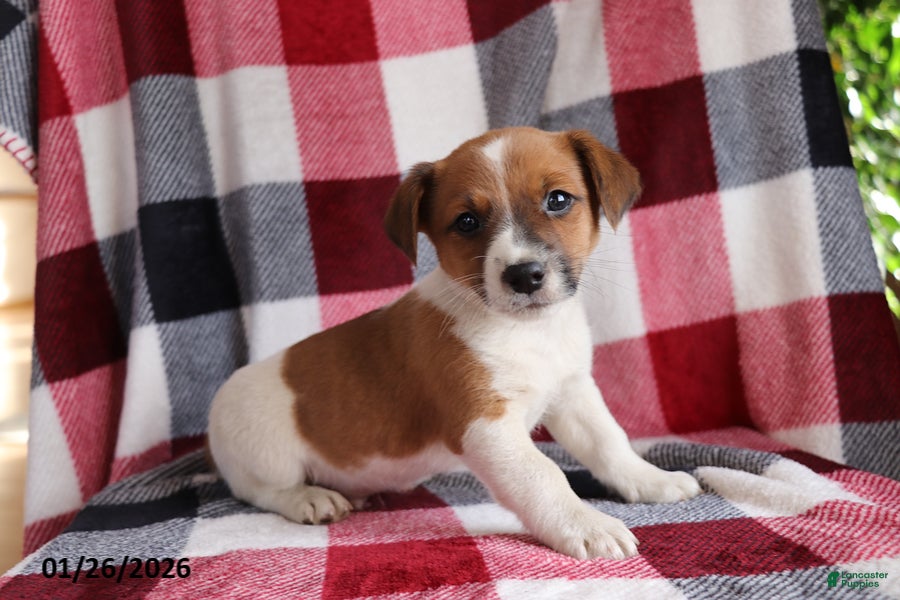 Jack Russell Terrier dogs Teddy - Ad 1