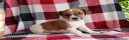 Jack Russell Terrier dogs for sale: Teddy - Ad 1