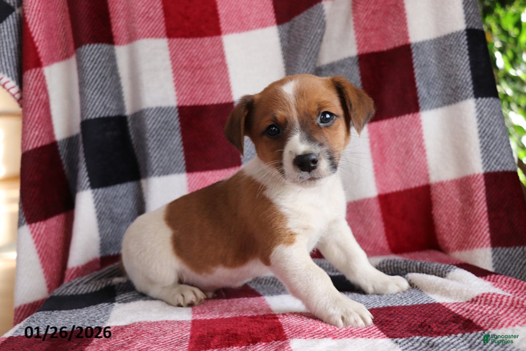 Jack Russell Terrier dogs for sale: Teddy - Ad 1