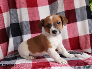 Jack Russell Terrier dogs Teddy - Ad 1