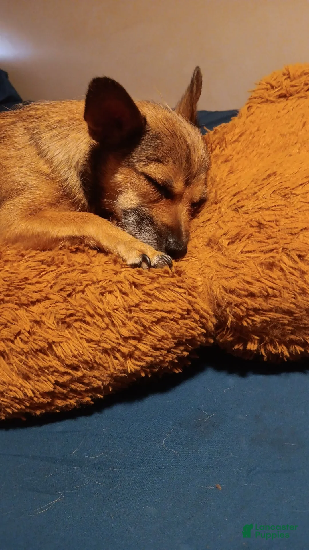 Mixed Breed dogs for sale: Rallo - Ad 3