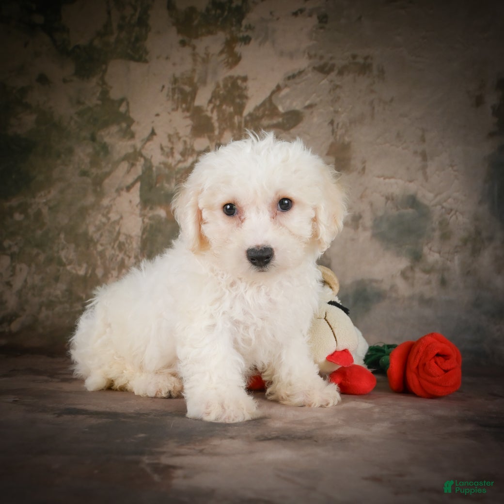 Bichon Frise dogs Bichon Frise 2 - Ad 2