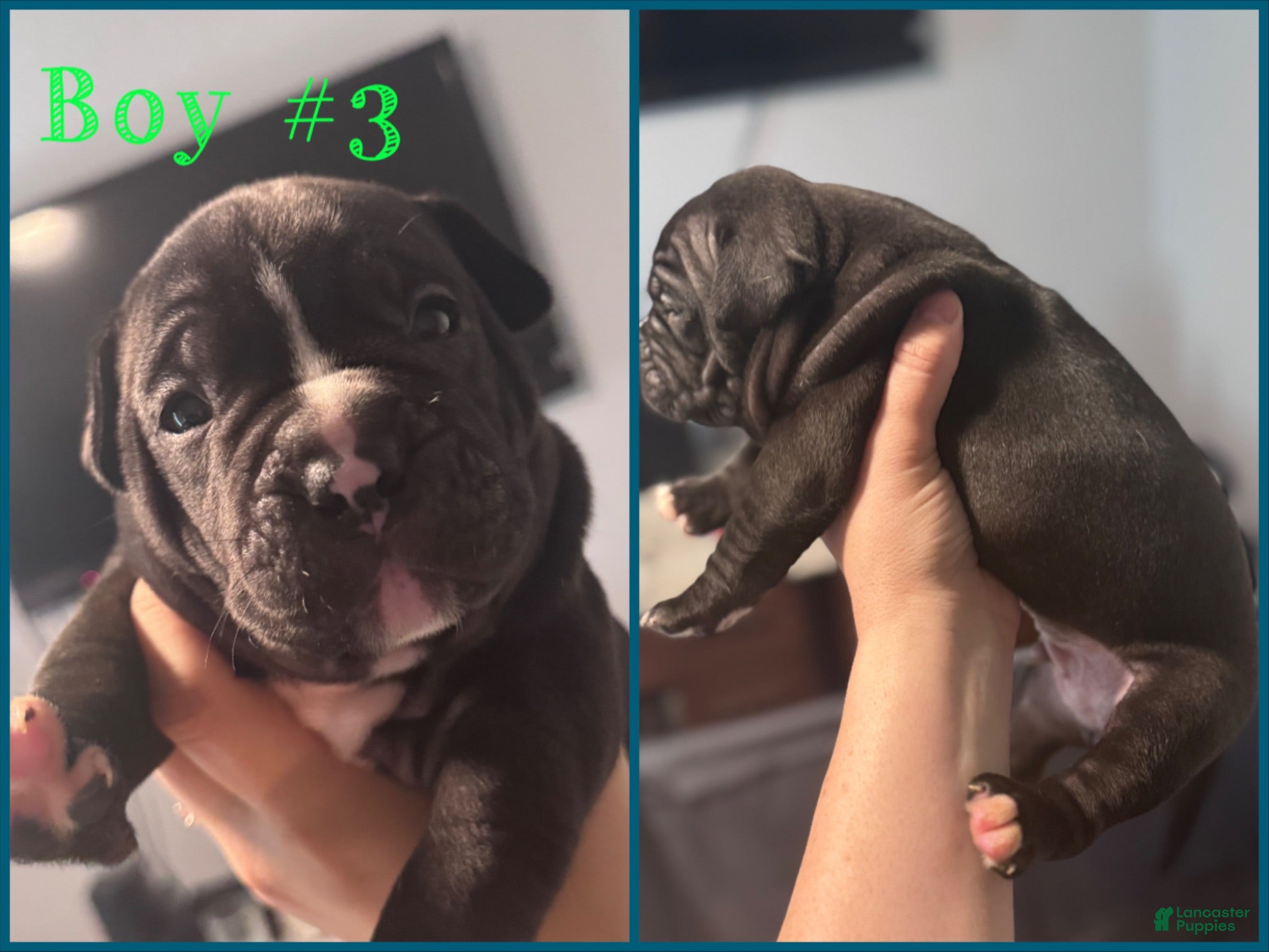 Mixed Breed dogs Mixed Breed 6 - Ad 1