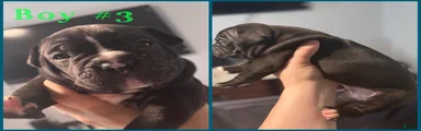 Mixed Breed 6