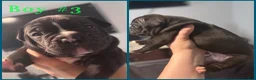 Mixed Breed dogs for sale: Mixed Breed 6 - Ad 1