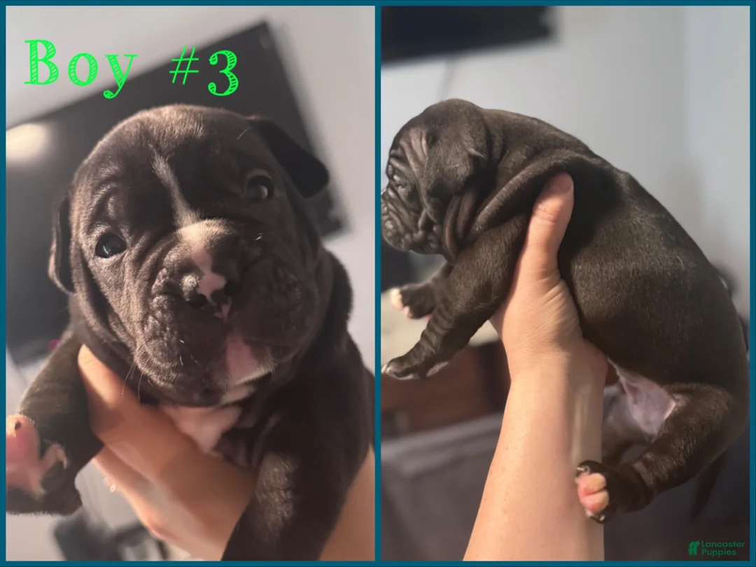 Mixed Breed dogs for sale: Mixed Breed 6 - Ad 1