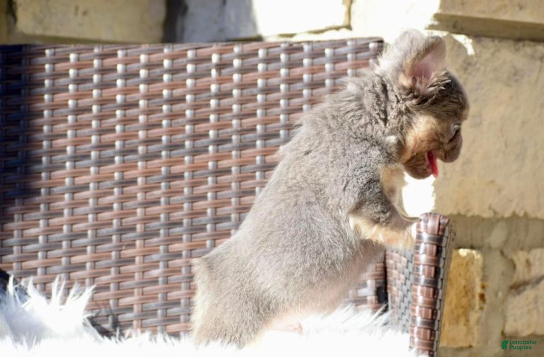 Gallery Image {{count}}