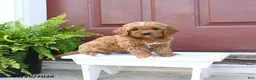 Cavapoo dogs for sale: Cutie - Ad 4