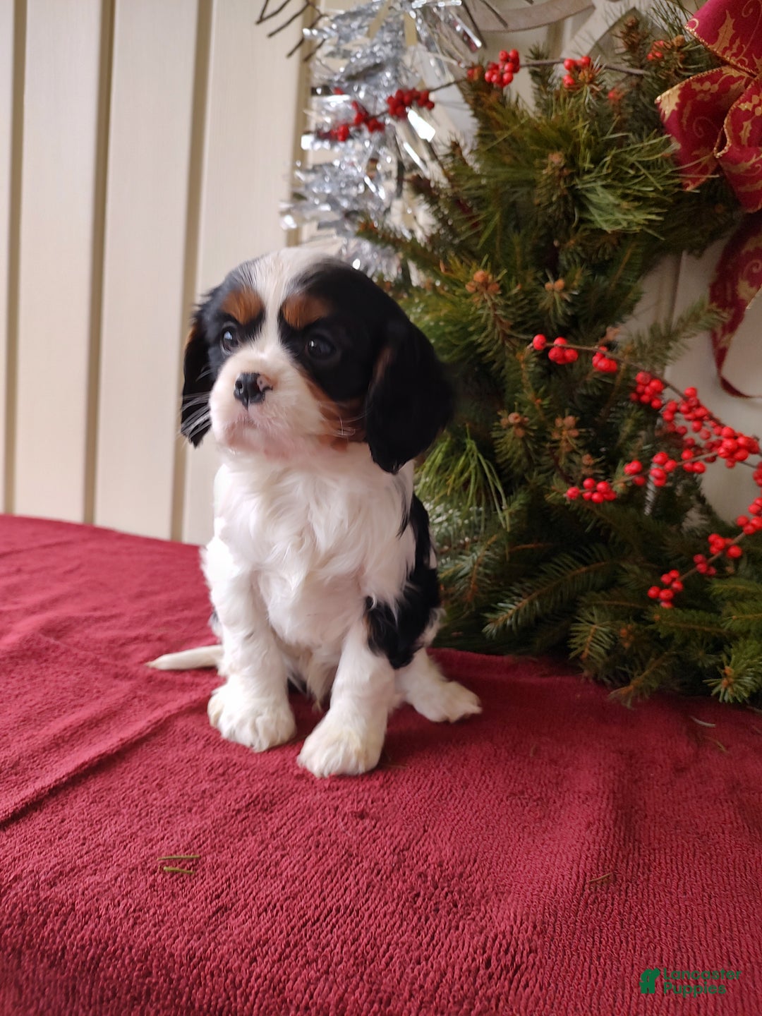 Cavalier King Charles Spaniel dogs for sale: Bruce - Ad 5